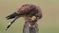 Kestrel, Worcestershire, August 2017.