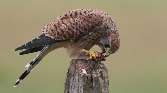 Kestrel, Worcestershire, August 2017.