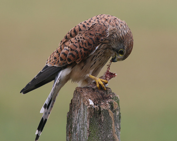 Kestrel, Worcestershire, August 2017.