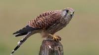 Kestrel, Worcestershire, August 2017.
