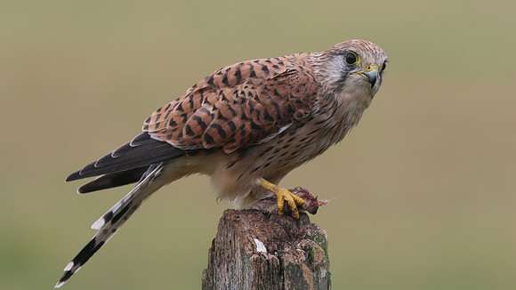 Kestrel, Worcestershire, August 2017.