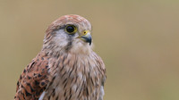Kestrel, Worcestershire, August 2017.
