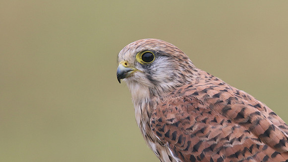 Kestrel, Worcestershire, August 2017.