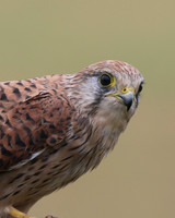 Kestrel, Worcestershire, August 2017.