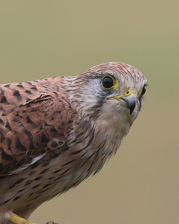 Kestrel, Worcestershire, August 2017.