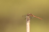 Common Darter, Oldbury Power Station, September 2023