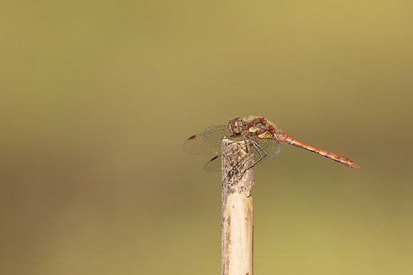 Common Darter, Oldbury Power Station, September 2023