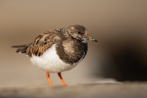 Turnstone, Lyme Regis, March 2022
