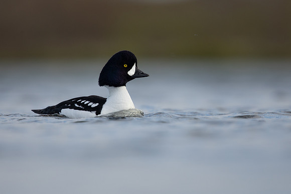 Barrow's Goldeneye,  River Laxa, Iceland, May 2022