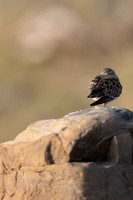 Temmincks Stint, Skallelv Neset, Norway, June 2023