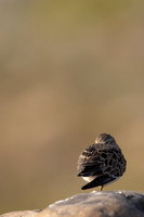 Temmincks Stint, Skallelv Neset, Norway, June 2023