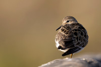 Temmincks Stint, Skallelv Neset, Norway, June 2023
