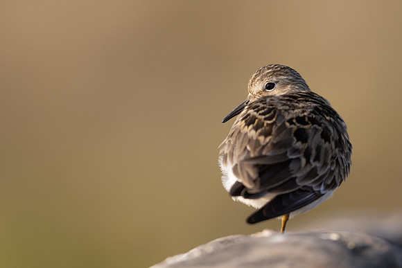 Temmincks Stint, Skallelv Neset, Norway, June 2023