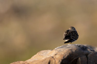 Temmincks Stint, Skallelv Neset, Norway, June 2023