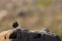 Temmincks Stint, Skallelv Neset, Norway, June 2023