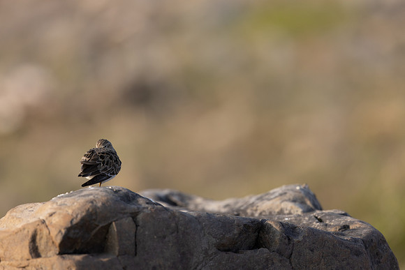 Temmincks Stint, Skallelv Neset, Norway, June 2023