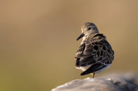 Temmincks Stint, Skallelv Neset, Norway, June 2023