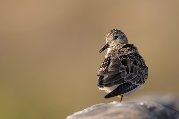 Temmincks Stint, Skallelv Neset, Norway, June 2023