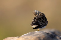 Temmincks Stint, Skallelv Neset, Norway, June 2023