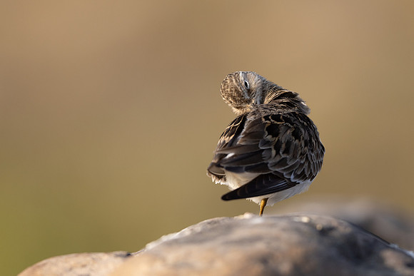 Temmincks Stint, Skallelv Neset, Norway, June 2023