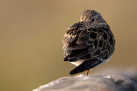 Temmincks Stint, Skallelv Neset, Norway, June 2023