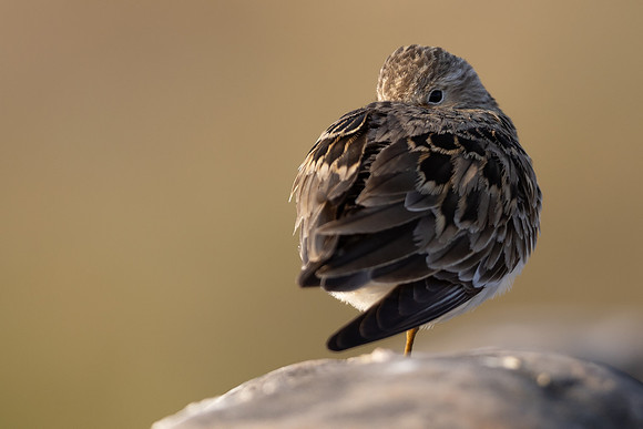 Temmincks Stint, Skallelv Neset, Norway, June 2023