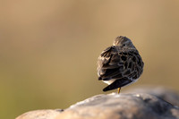 Temmincks Stint, Skallelv Neset, Norway, June 2023