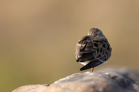 Temmincks Stint, Skallelv Neset, Norway, June 2023