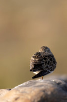 Temmincks Stint, Skallelv Neset, Norway, June 2023
