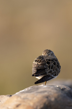 Temmincks Stint, Skallelv Neset, Norway, June 2023