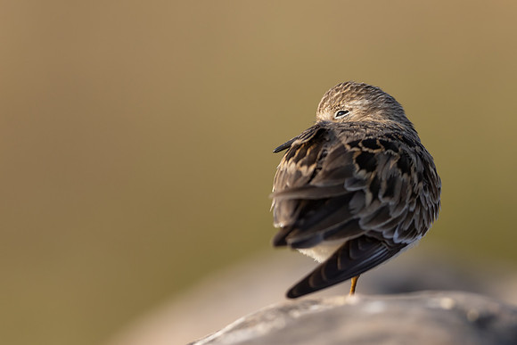 Temmincks Stint, Skallelv Neset, Norway, June 2023