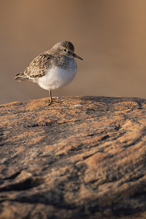 Temmincks Stint, Skallelv Neset, Norway, June 2023