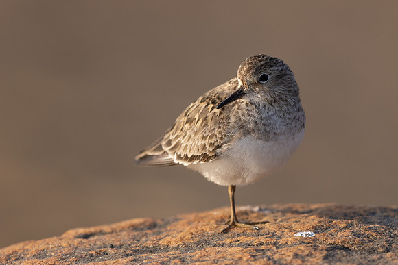 Temmincks Stint, Skallelv Neset, Norway, June 2023