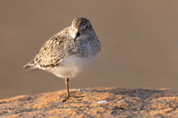 Temmincks Stint, Skallelv Neset, Norway, June 2023