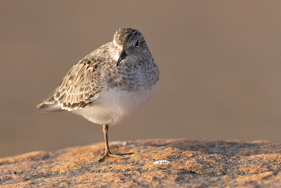 Temmincks Stint, Skallelv Neset, Norway, June 2023