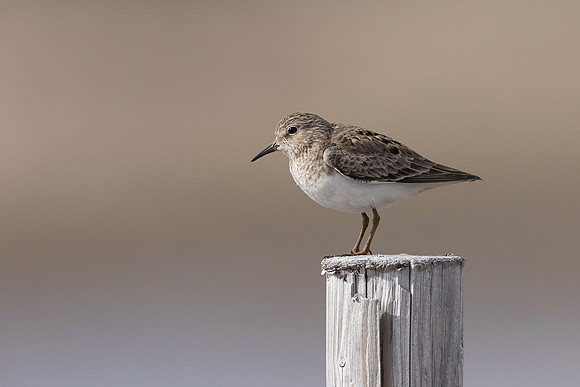 Temmincks Stint, Skallelv Neset, Norway, June 2023