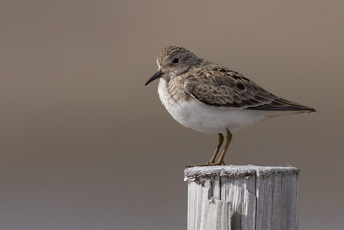 Temmincks Stint, Skallelv Neset, Norway, June 2023