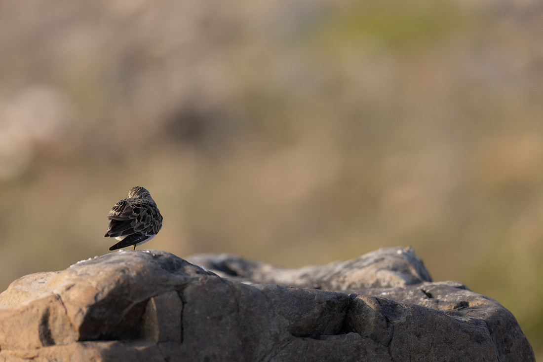 Temmincks Stint, Skallelv Neset, Norway, June 2023