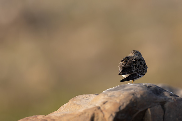 Temmincks Stint, Skallelv Neset, Norway, June 2023