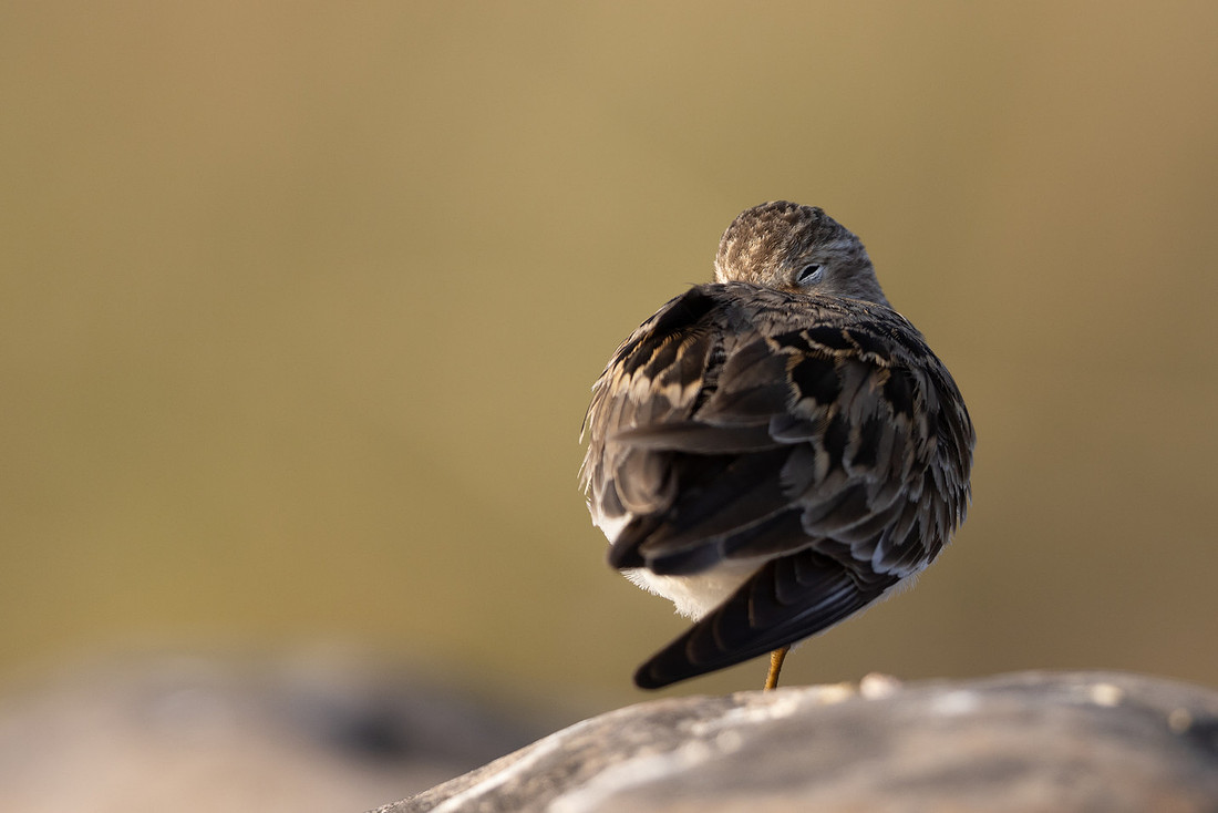 Temmincks Stint, Skallelv Neset, Norway, June 2023