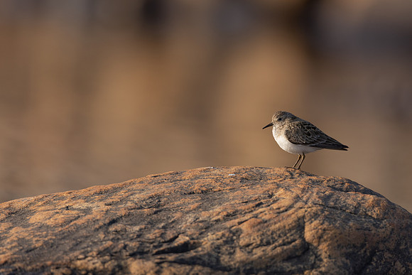 Temmincks Stint, Skallelv Neset, Norway, June 2023