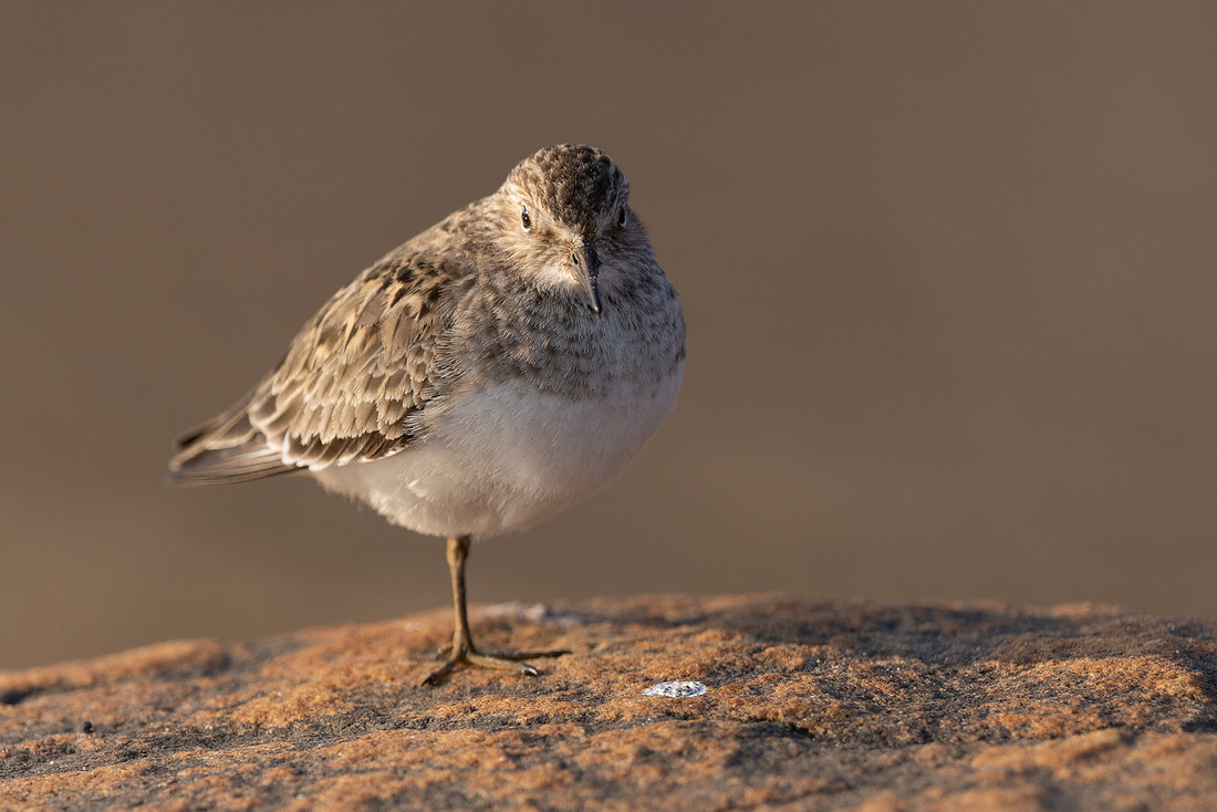 Temmincks Stint, Skallelv Neset, Norway, June 2023