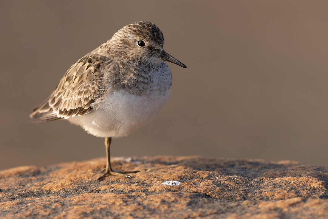 Temmincks Stint, Skallelv Neset, Norway, June 2023