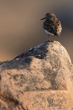 Temmincks Stint, Skallelv Neset, Norway, June 2023