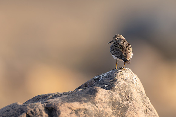 Temmincks Stint, Skallelv Neset, Norway, June 2023