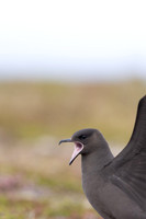 Arctic Skua, Kiberg, Norway, June 2023
