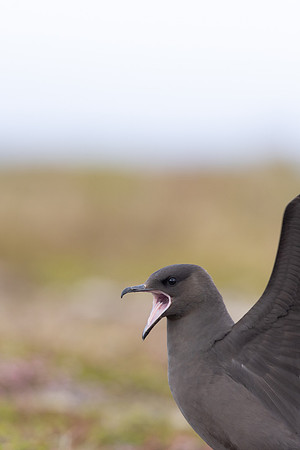 Arctic Skua, Kiberg, Norway, June 2023