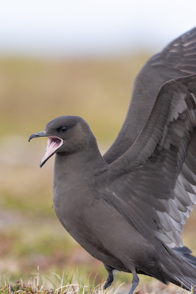 Arctic Skua, Kiberg, Norway, June 2023.