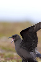 Arctic Skua, Kiberg, Norway, June 2023