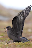 Arctic Skua, Kiberg, Norway, June 2023